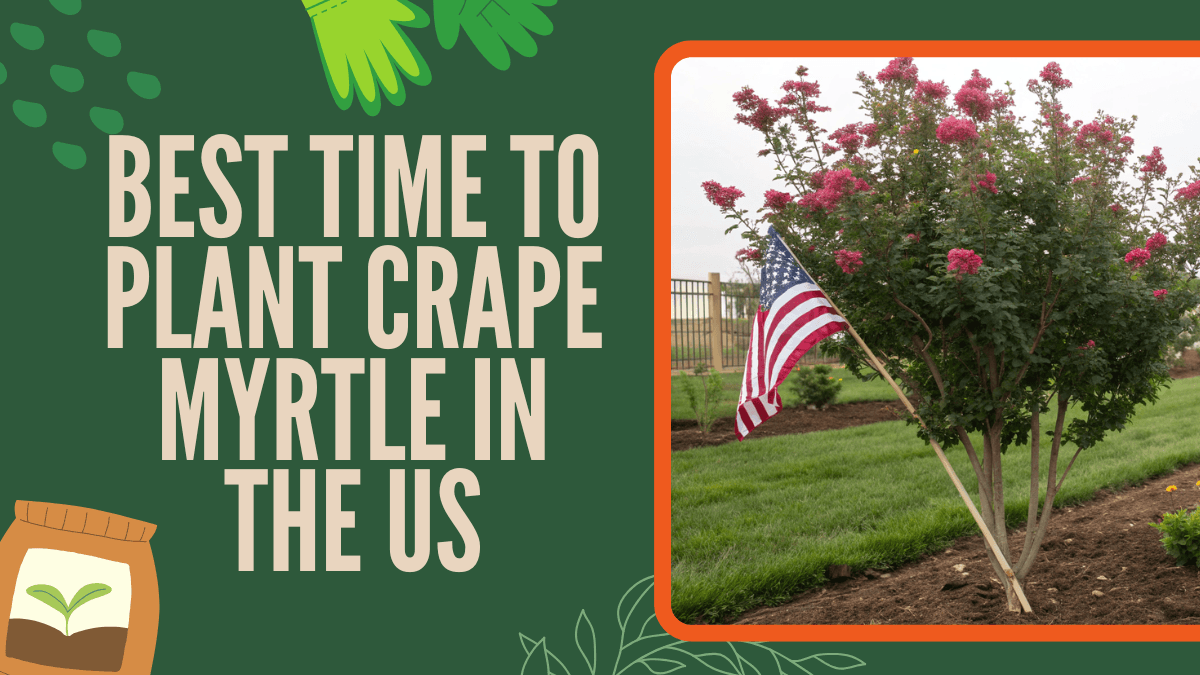Best Time to Plant Crape Myrtle in the US