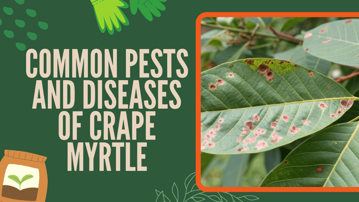 8 Common Pests and Diseases of Crape Myrtle + Proven Natural Treatments