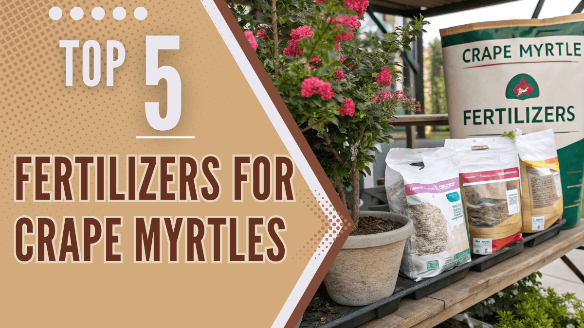Best Fertilizers for Crape Myrtles