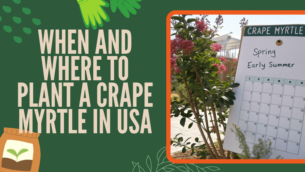 When and Where to Plant a Crape Myrtle in USA