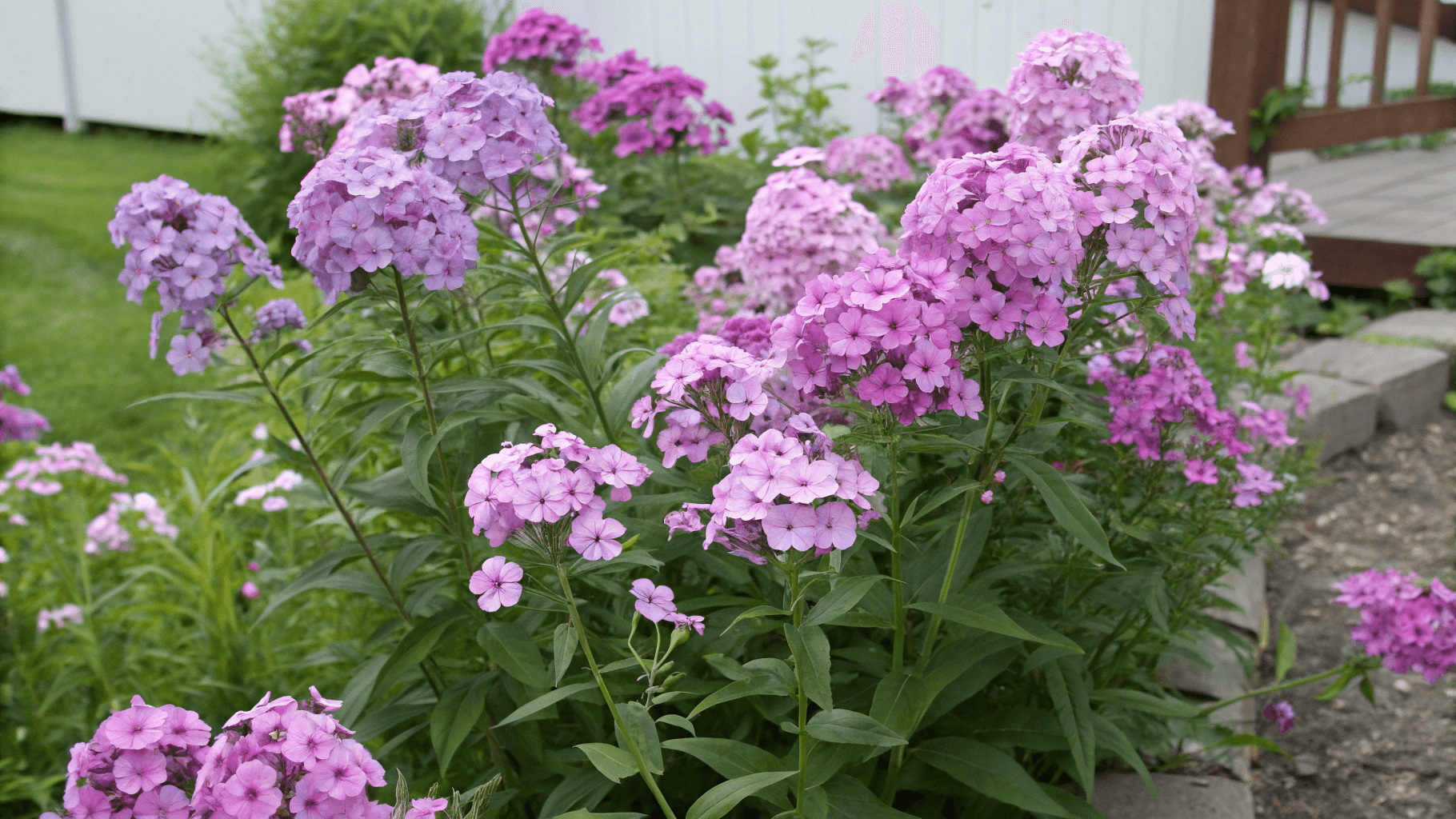 Main Types of Phlox Explained - Annual Phlox