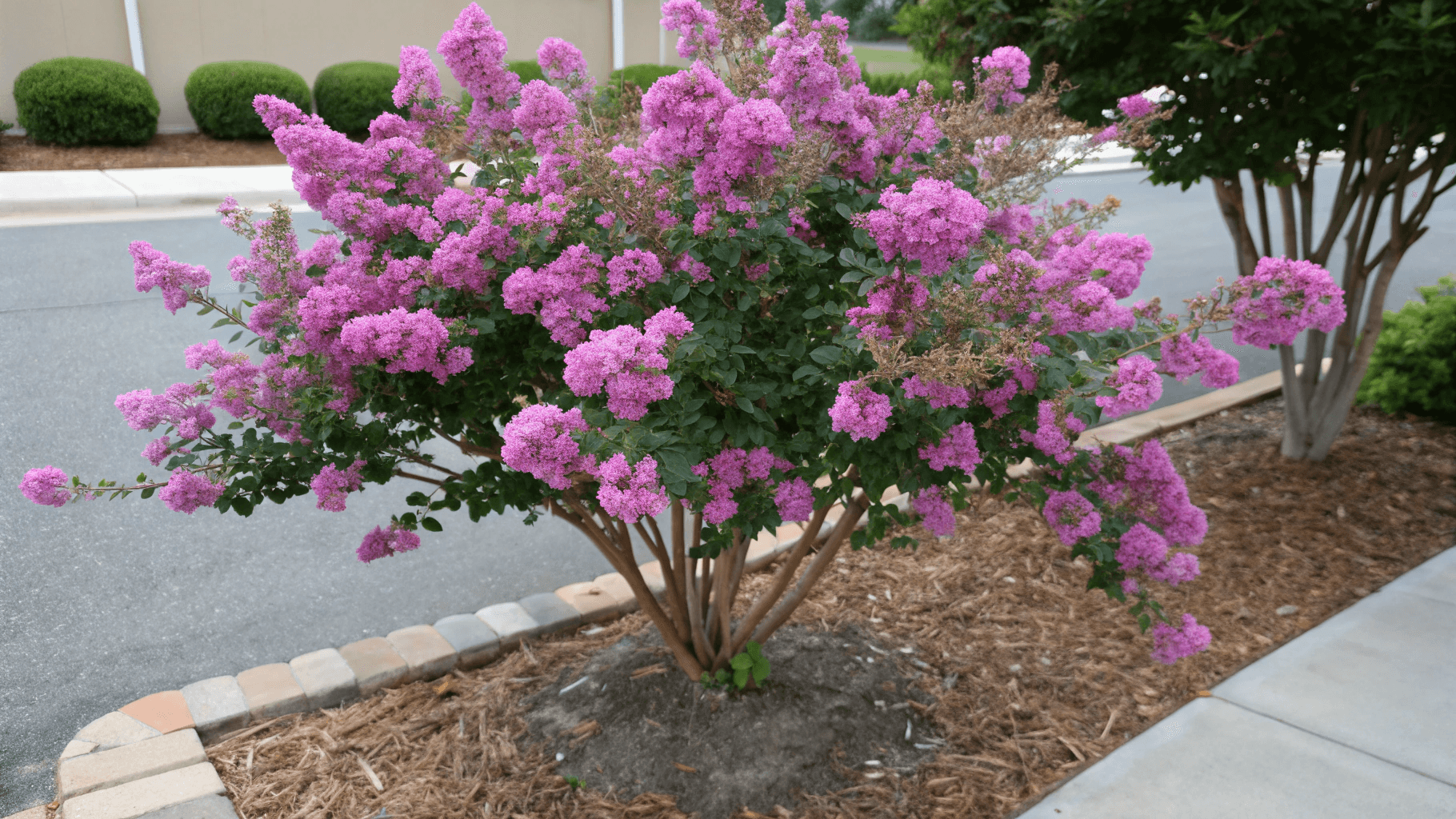 Catawba Crape Myrtle