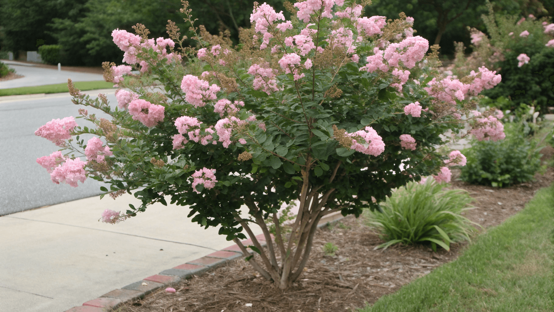 Chickasaw Crape Myrtle