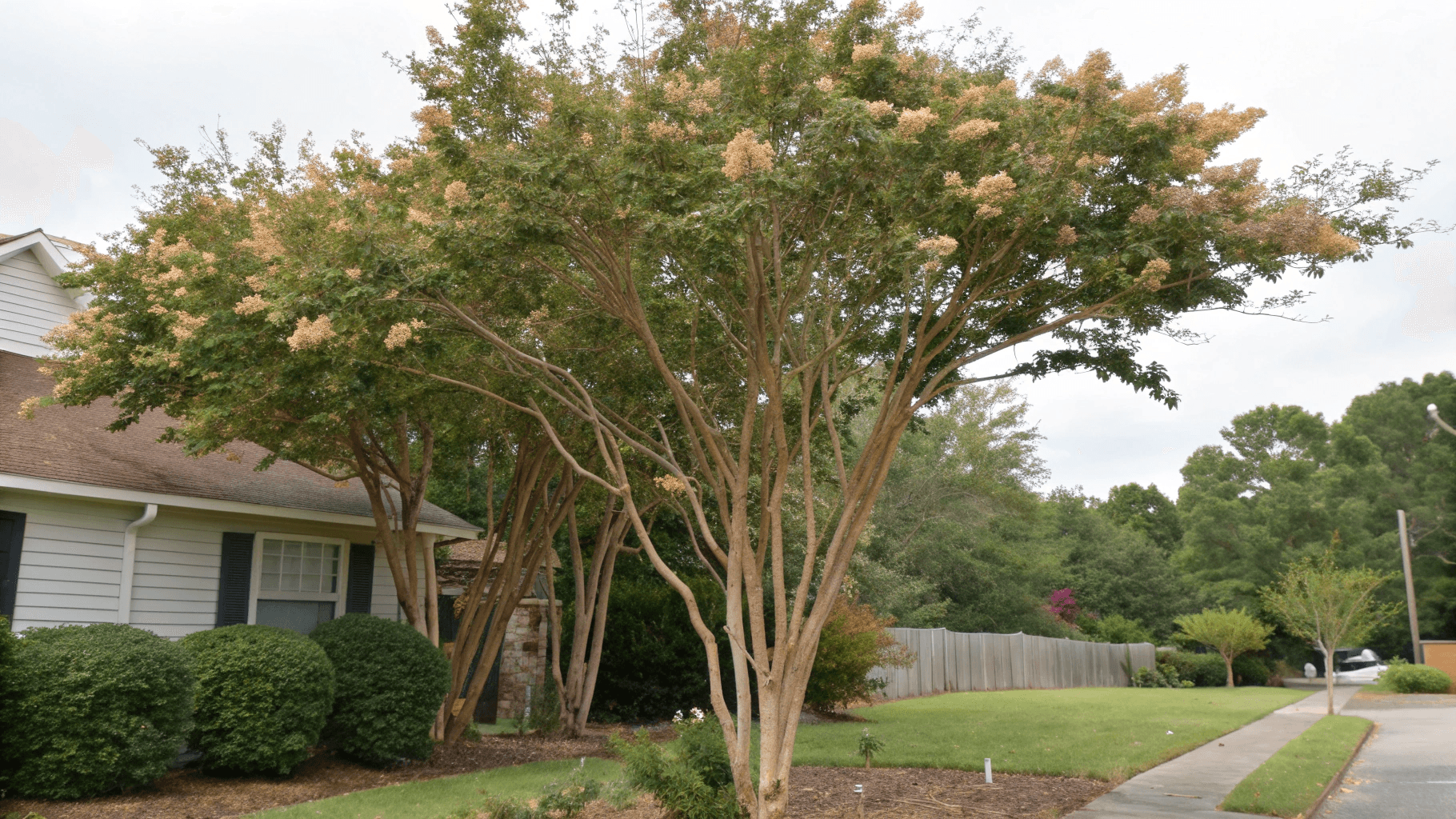 Signs of Under-Fertilization