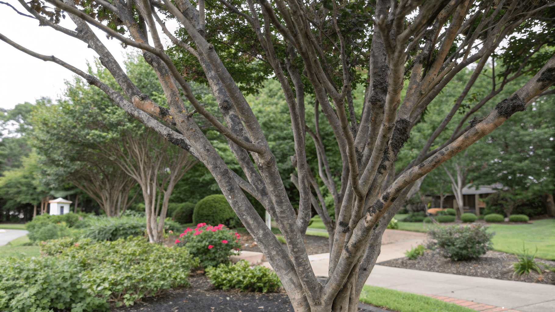 Diseases Affecting Crape Myrtle - Sooty Mold