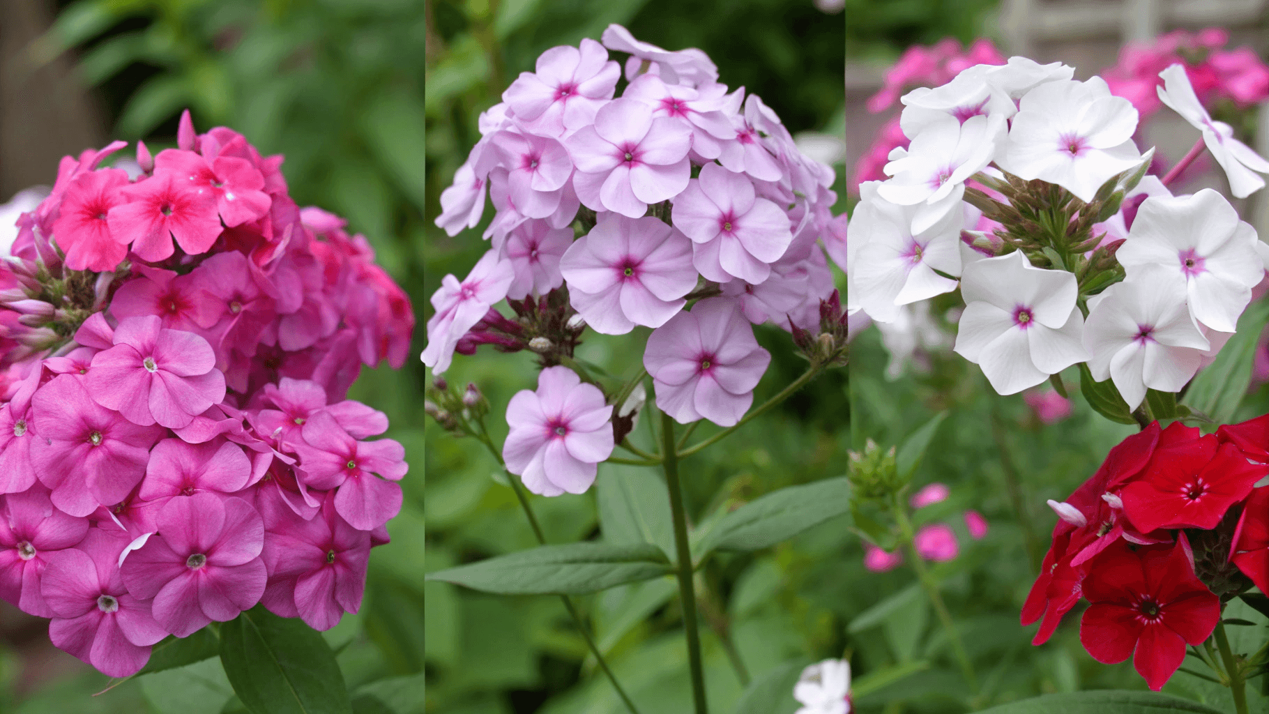 Why Choosing the Right Phlox Variety Matters - Phlox Varieties for Every Garden