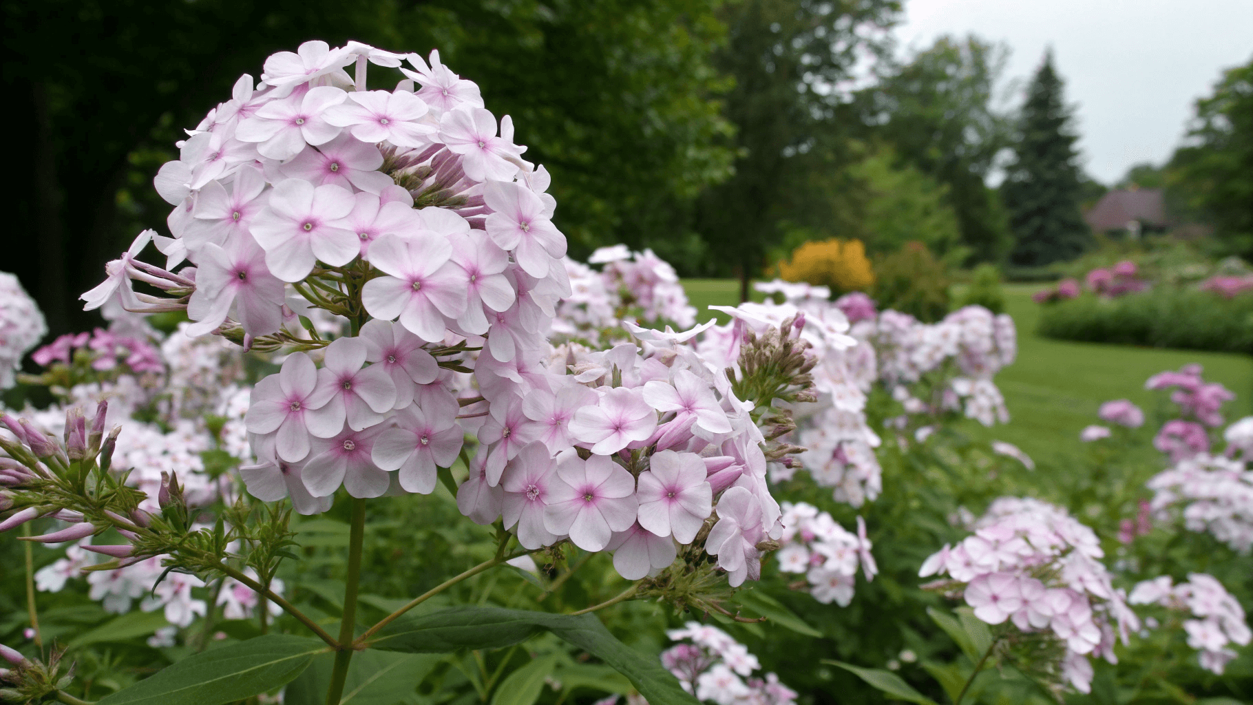 Main Types of Phlox Explained - Garden Phlox