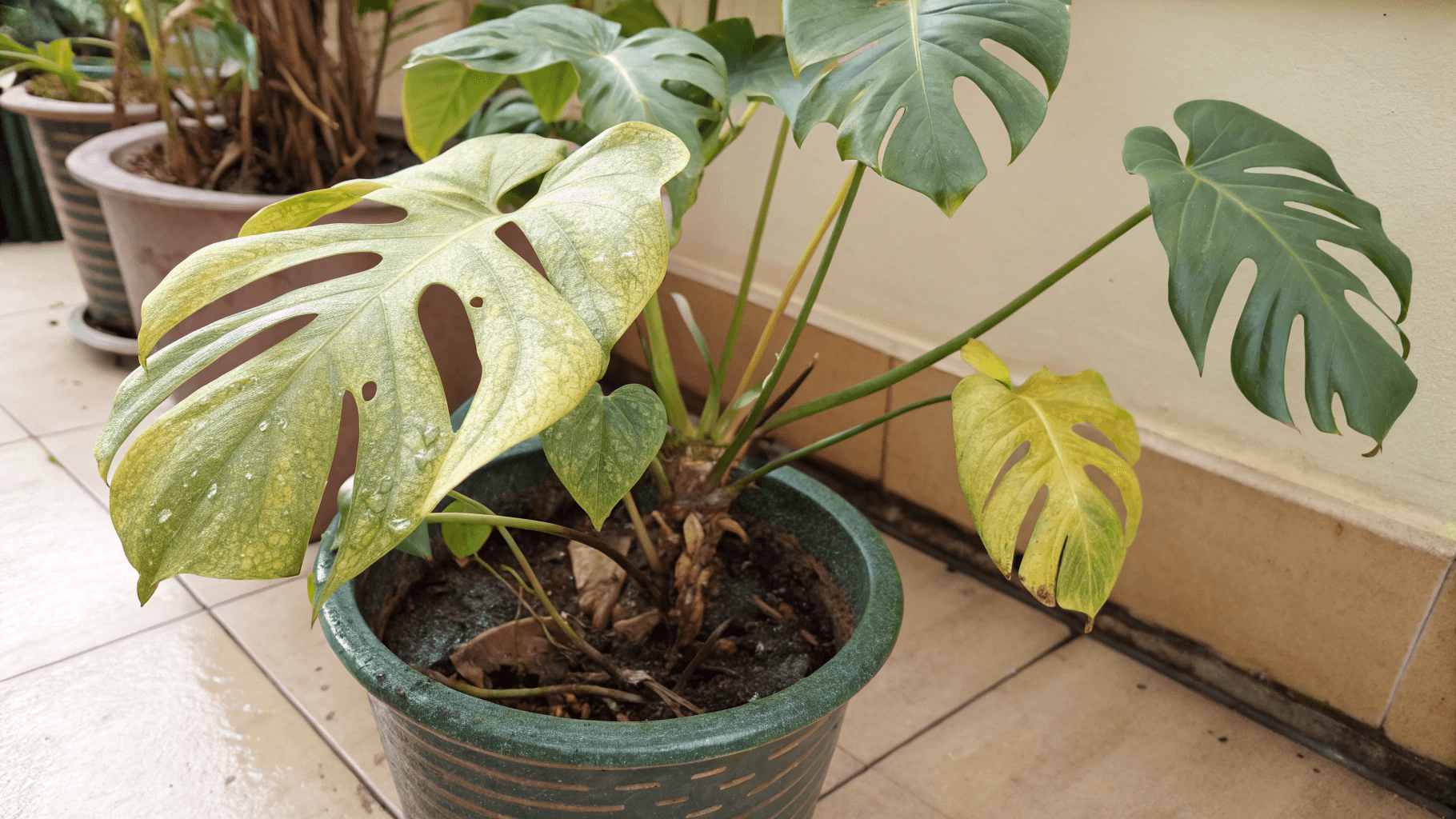 Common Monstera Care Mistakes - Poor Soil or Pot Drainage