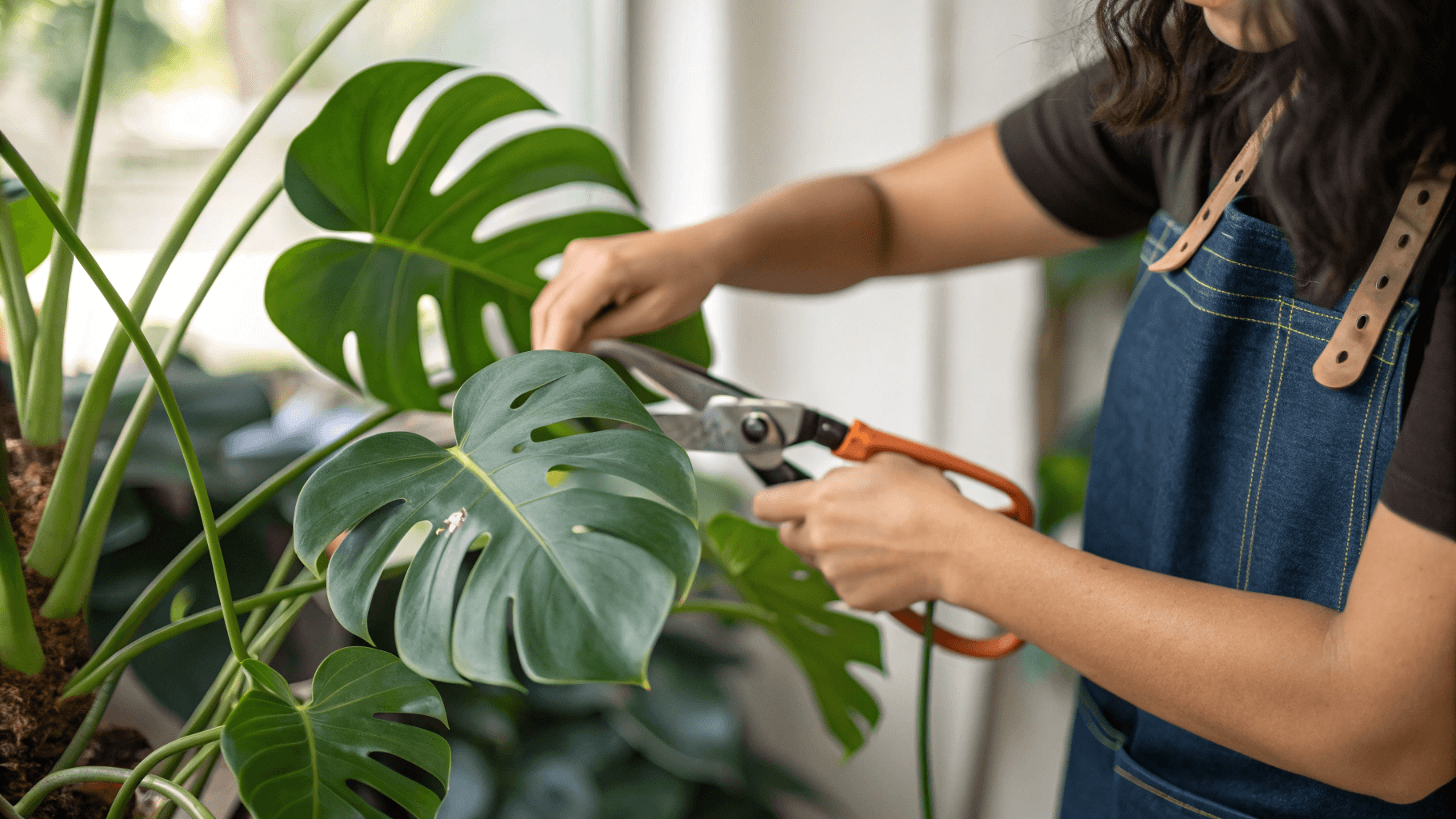 How to Prune a Monstera