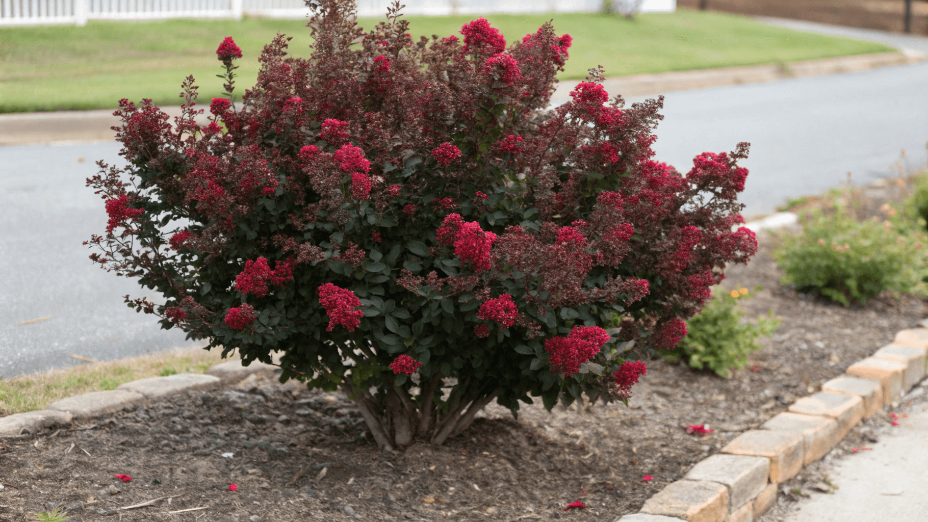 Victor Crape Myrtle