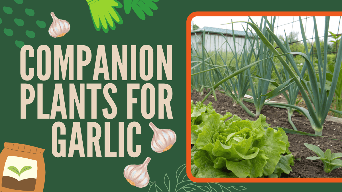 20 Companion Plants for Garlic - What to Grow (and Avoid) Nearby