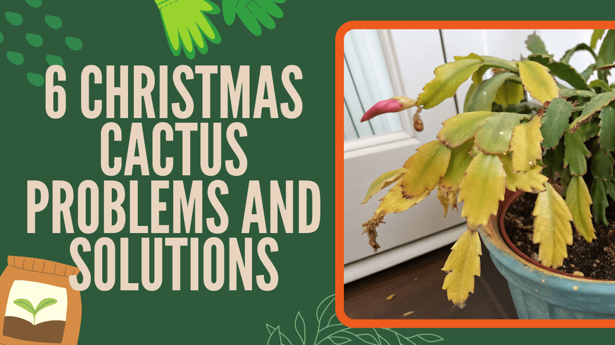 If your Christmas cactus isn’t looking its best, the cause is almost always water or light, two things this plant depends on but reacts quickly to when they’re out of balance. Whether the leaves are turning yellow, stems are getting floppy, or something just “feels off,” the good news is that most issues are fixable once you understand what your plant is trying to tell you.