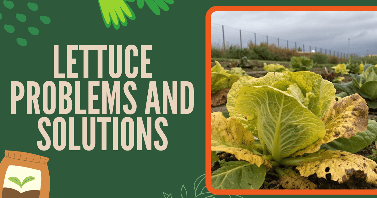 7 Lettuce Problems and Solutions Every Gardener Should Know