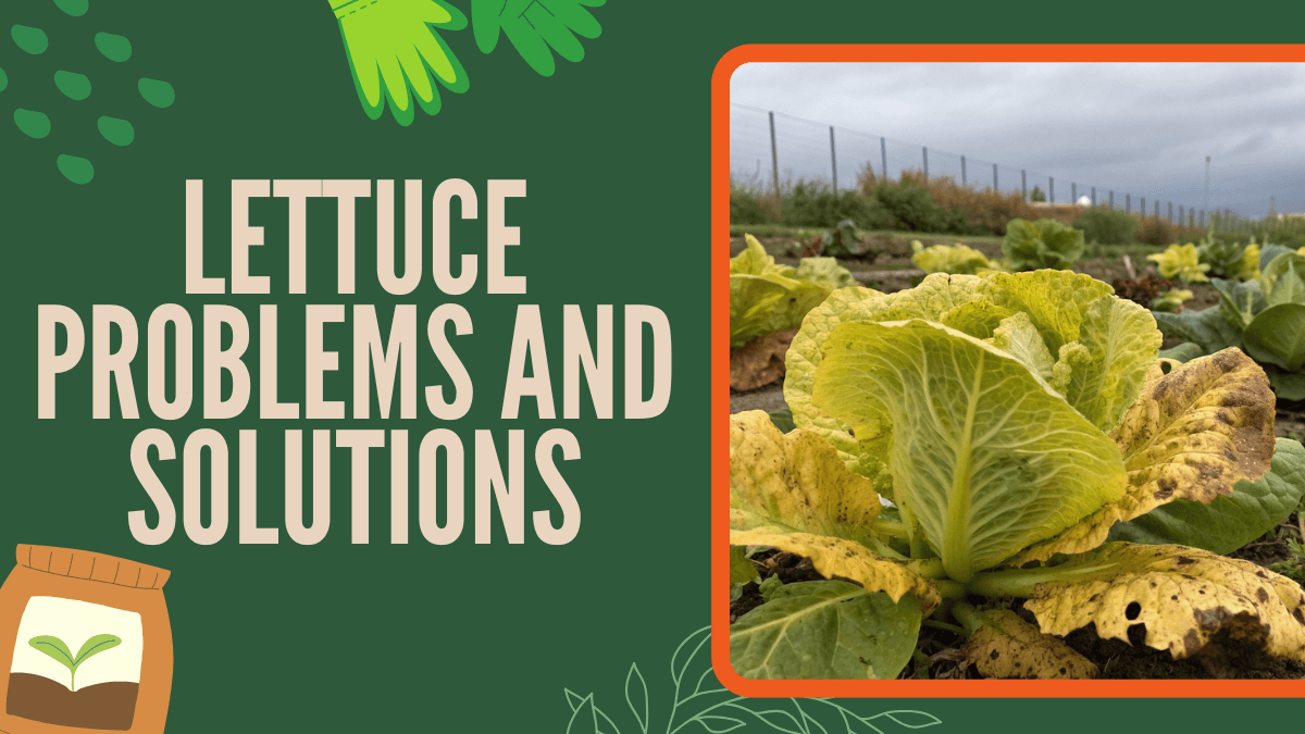 7 Lettuce Problems and Solutions Every Gardener Should Know