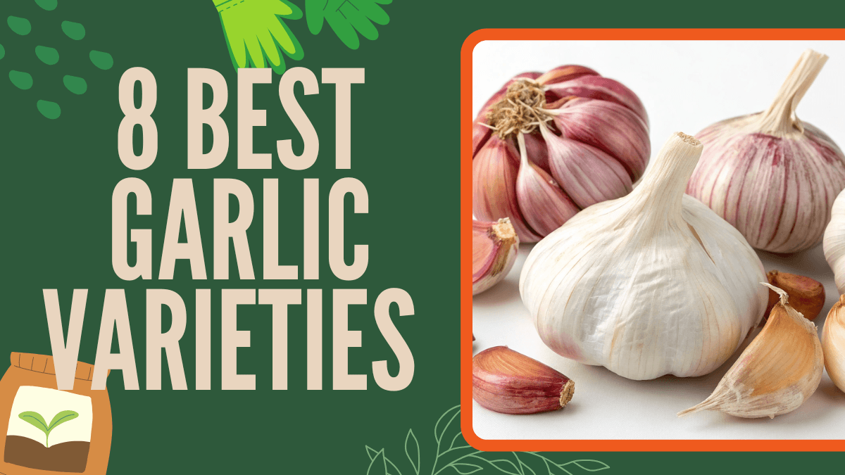 8 Best Garlic Varieties for Your Garden