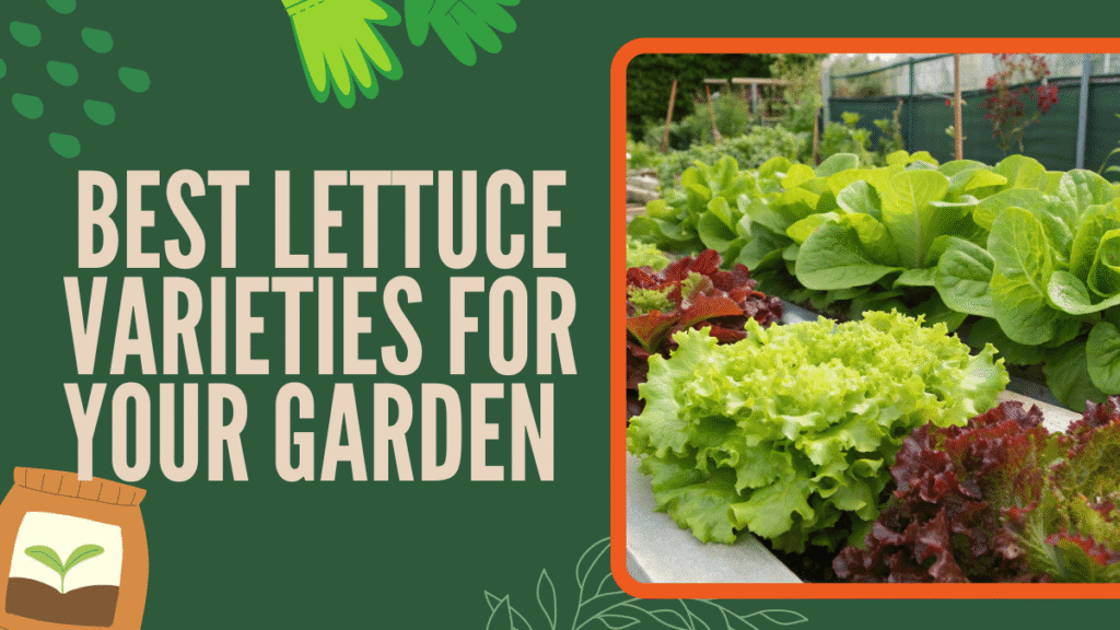 With dozens of varieties available, the first question most beginners ask is simple: What are the best lettuce varieties to grow if you’re just starting?