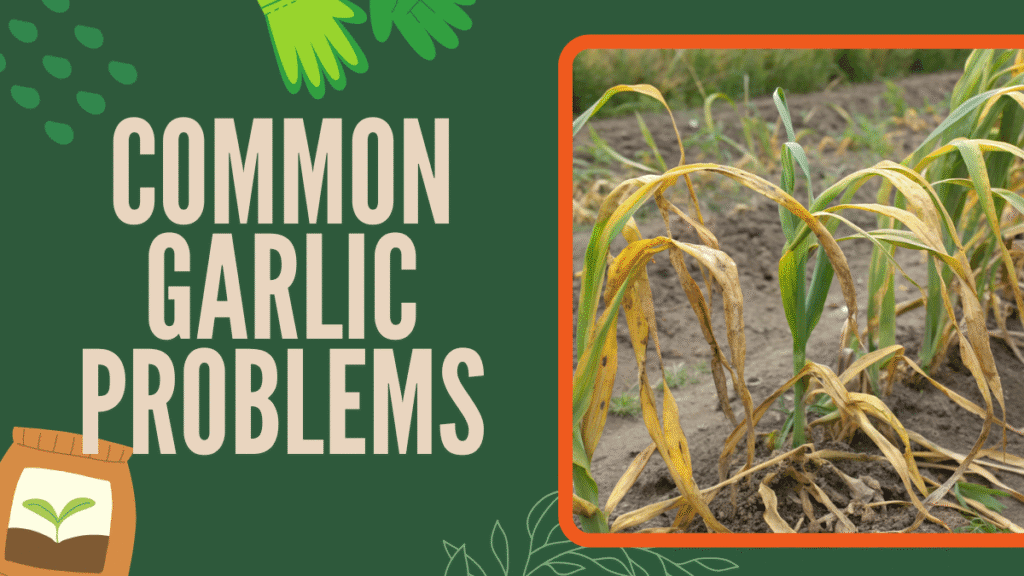 Common Garlic Problems and How to Fix Them Effective