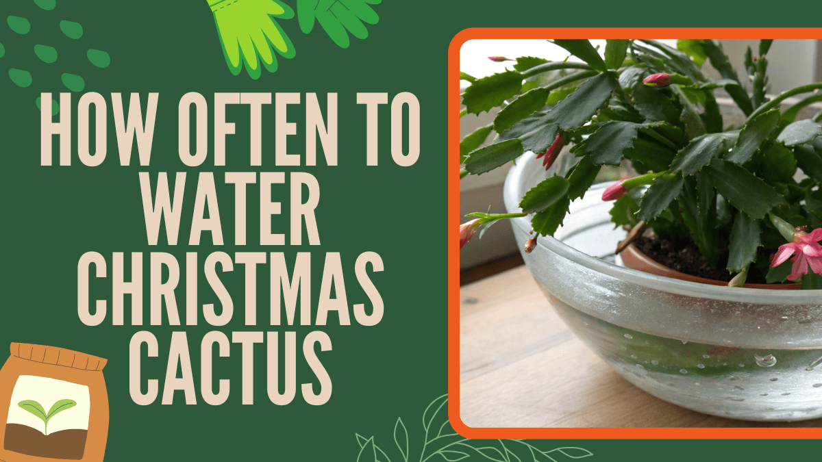 How often to water Christmas cactus is one of the most common questions plant owners have, and the answer is surprisingly simple once you understand how this plant behaves. A Christmas cactus doesn’t follow a strict schedule.