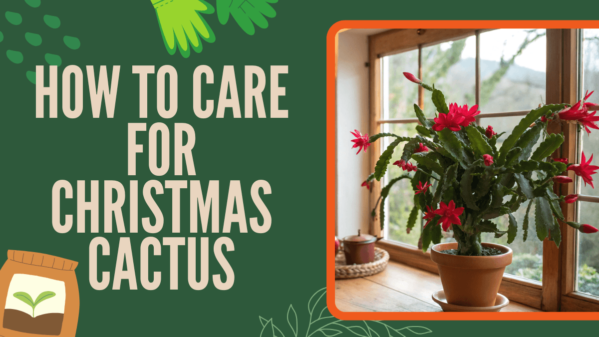 How to Care for Christmas Cactus