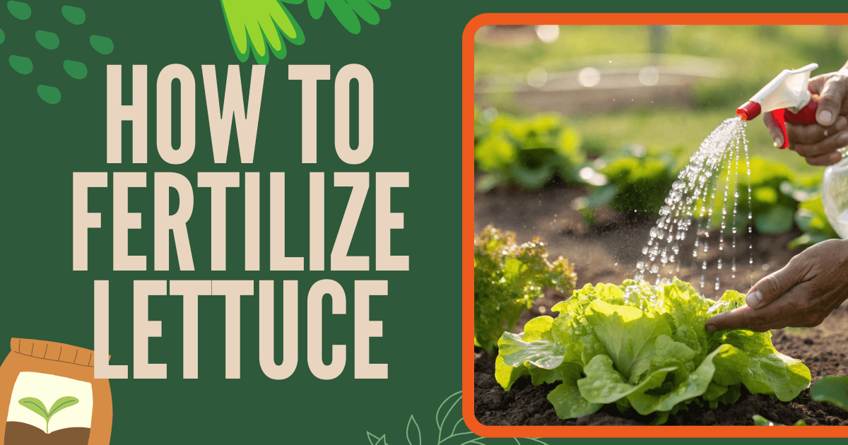 How to Fertilize Lettuce the Right Way