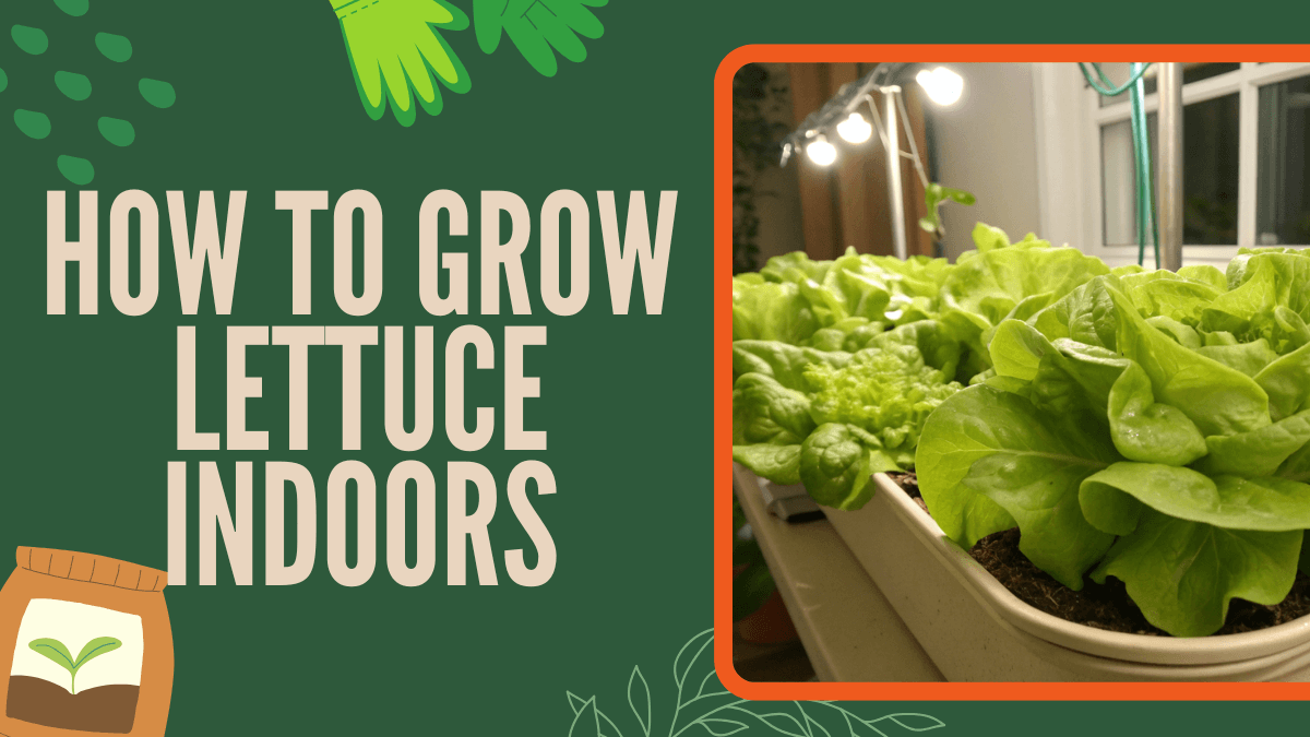 How to Grow Lettuce Indoors – Year-Round Harvest Guide