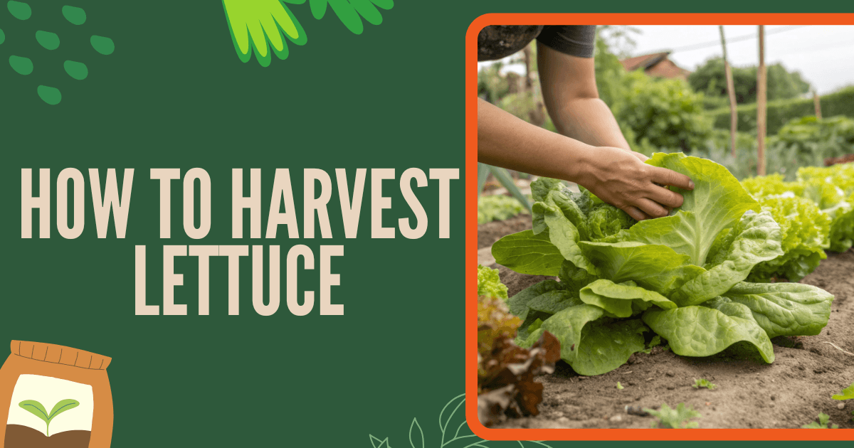 How to Harvest Lettuce – 7 Proven Techniques to Do It Properly