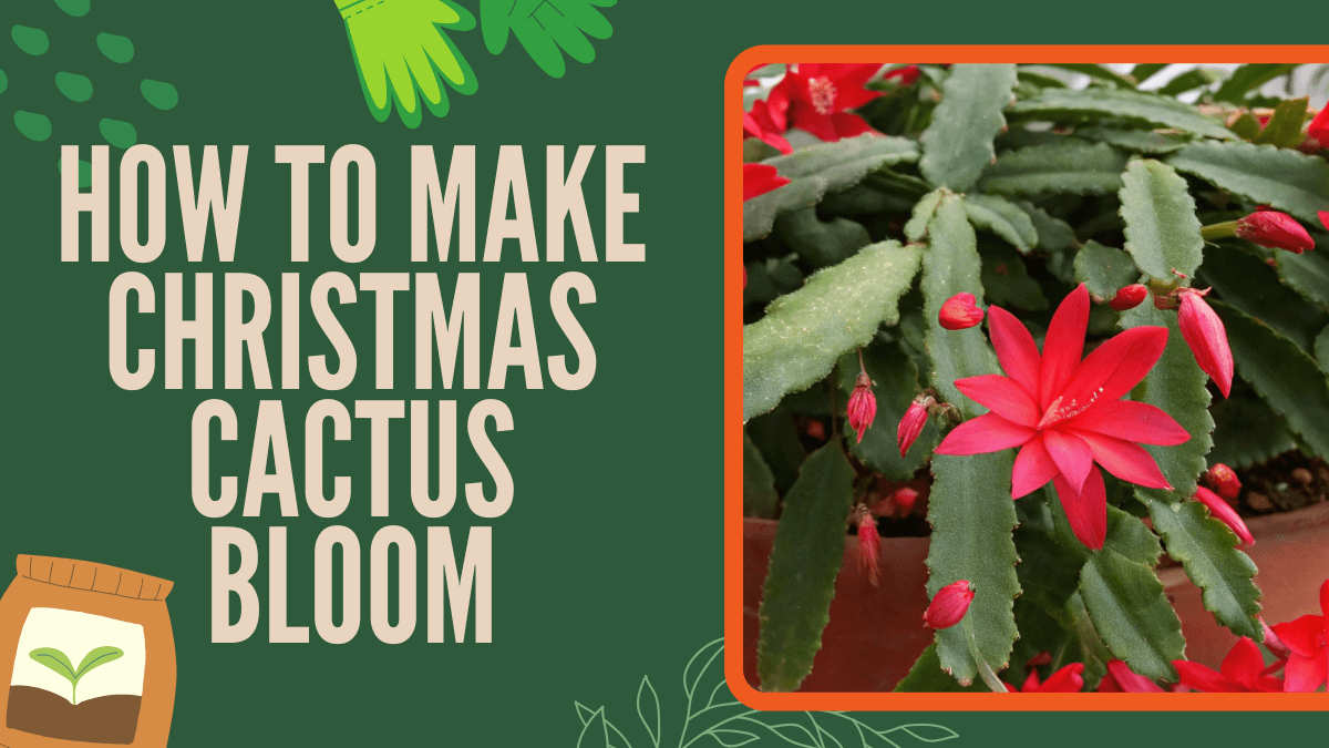How to make Christmas Cactus Bloom is a question many plant lovers ask every year. Your Christmas cactus needs the right combination of light, temperature, and a proper rest period to form buds and produce those stunning winter flowers.