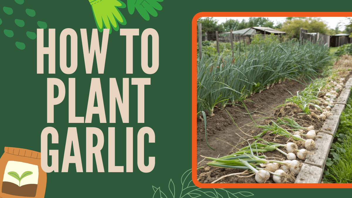 How to Plant Garlic - 7 Steps to Grow Big, Healthy Bulbs