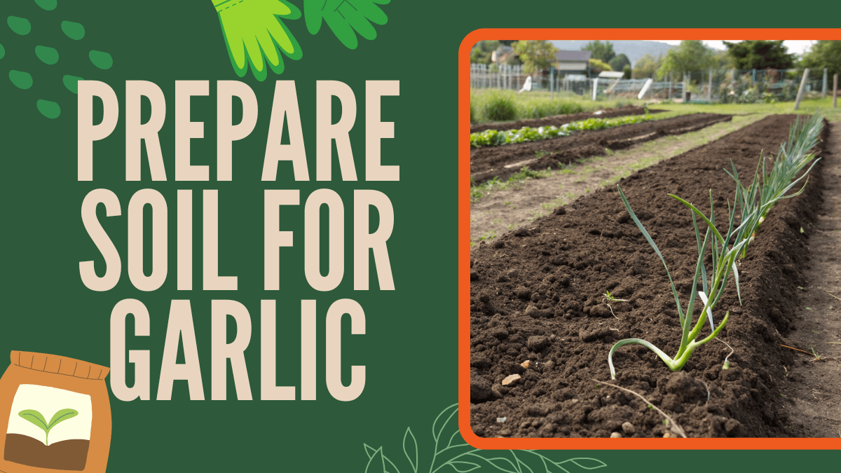 How to Prepare Soil for Garlic Growth and Maximum Yield – 3 Rules