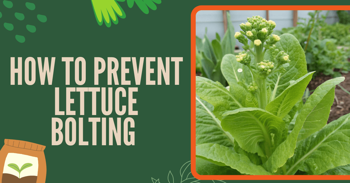 How to Prevent Lettuce Bolting and Keep It Sweet – 7 Simple Ways