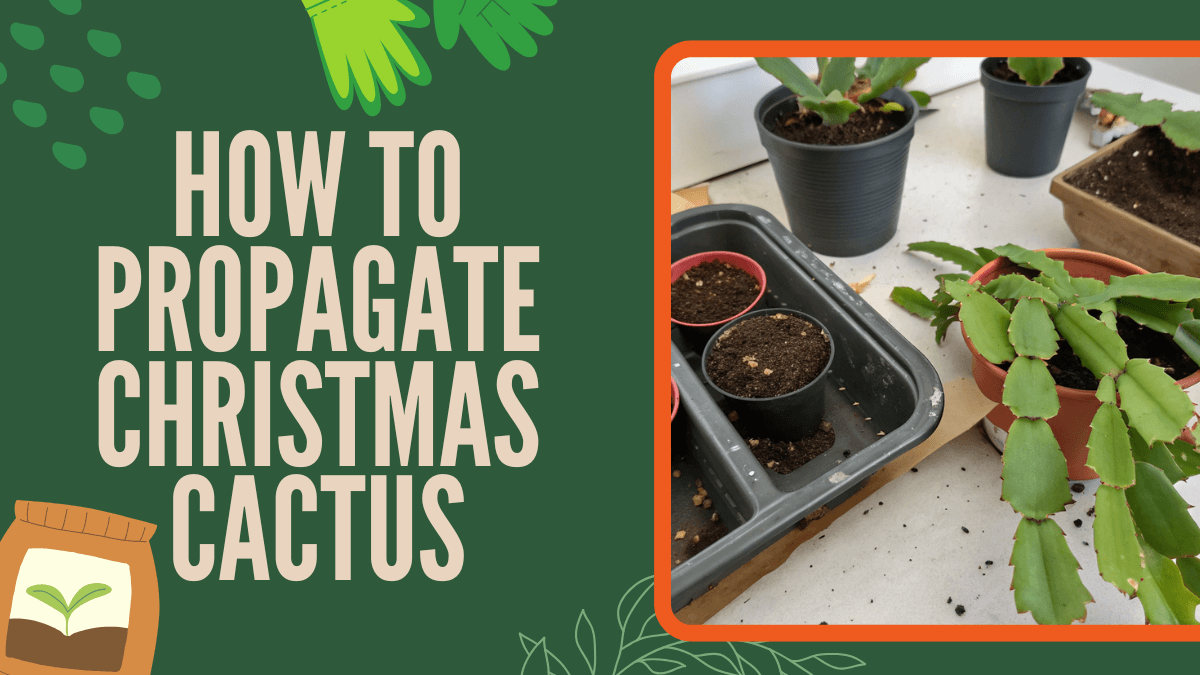 How to propagate Christmas cactus might sound tricky, but it’s actually super simple and kind of fun! If you’ve ever wanted to grow new plants from your existing cactus, share them with friends, or just add a little greenery to your home, you’re in the right place. With a few healthy cuttings, some water or soil, and a little patience, you can watch your tiny segments turn into full, thriving plants.