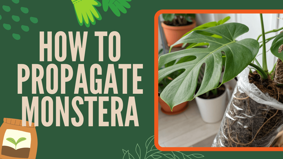 How to Propagate Monstera
