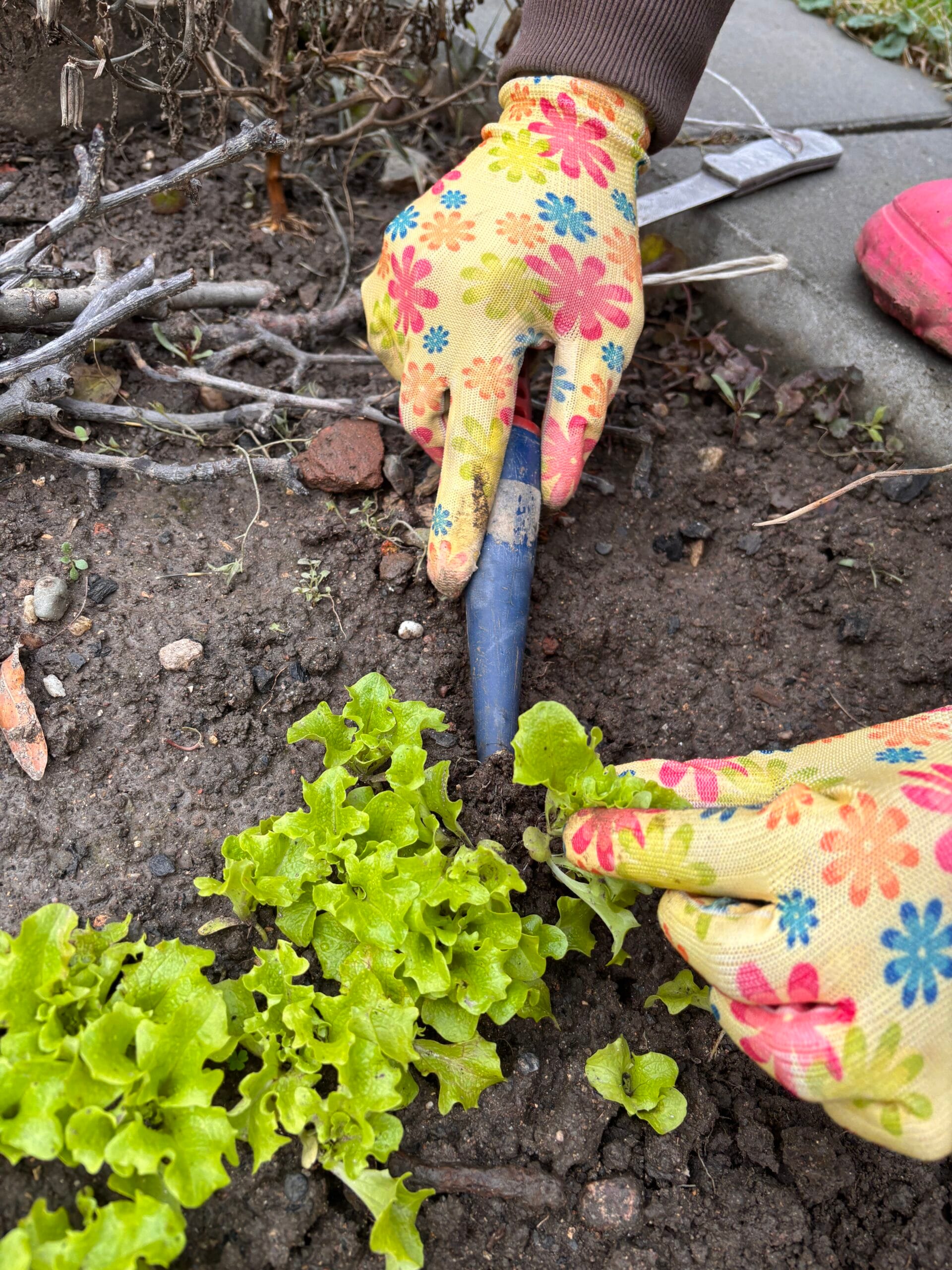 Planting Lettuce Seedlings - Seedlings give you a quicker start, especially if temperatures are fluctuating.