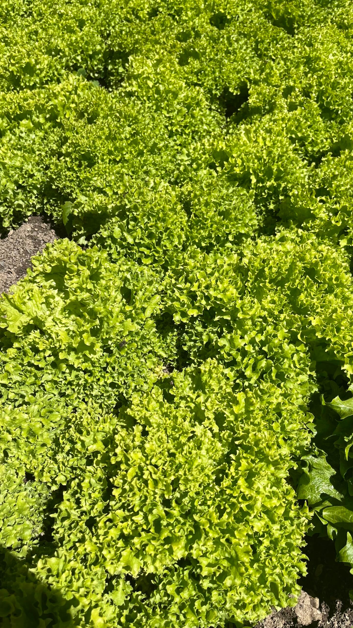 Best Lettuce Varieties for Your Garden (Loose-Leaf, Romaine and More) - Top Loose-Leaf Varieties to Grow - Black-Seeded Simpson