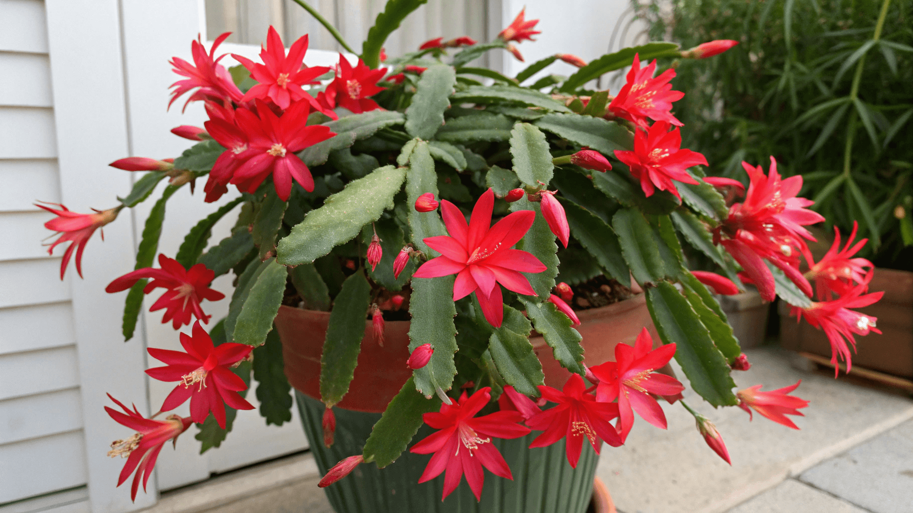Christmas Cactus Bloom Cycle Explained - Unlike desert cacti, Christmas cacti are tropical epiphytes native to Brazilian rainforests. They aren’t used to blistering heat or months of drought. Instead, they experience moist, filtered light and seasonal shifts in day length. Their blooming period naturally lines up with late fall and early winter in the Southern Hemisphere.