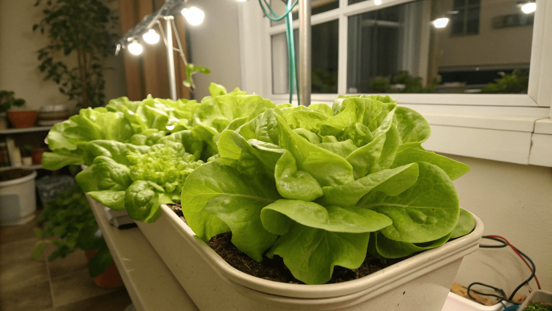 Best Lettuce Varieties for Indoor Growing - Butterhead / Bibb Lettuce