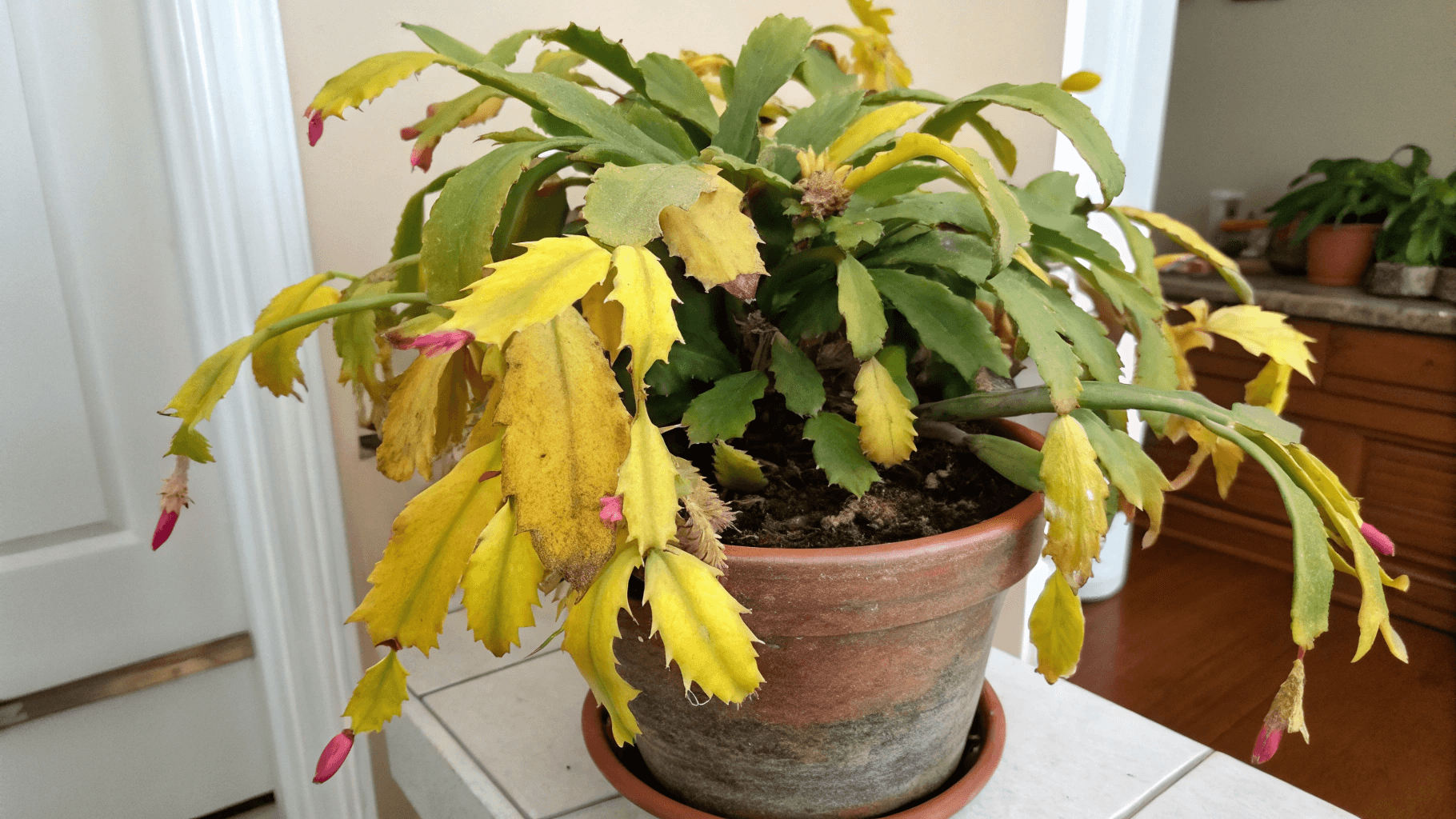 Christmas Cactus Problems and Solutions - Yellowing segments are one of the first distress signals a Christmas cactus sends out. While this can happen for several reasons, the underlying cause is almost always stress—usually from water, lighting, or soil.
