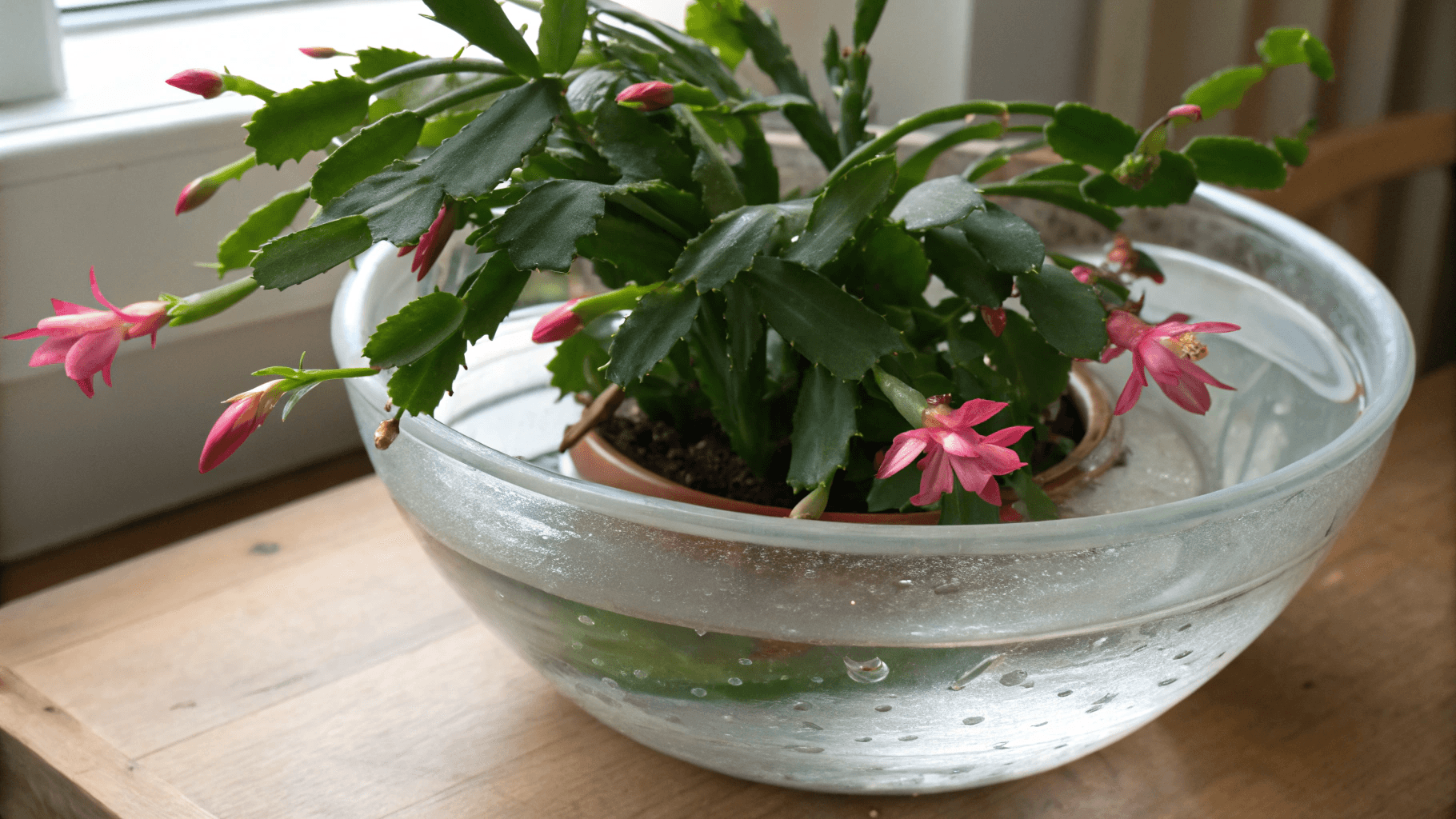 The Best Watering Methods for a Christmas Cactus - Bottom Watering (Optional)