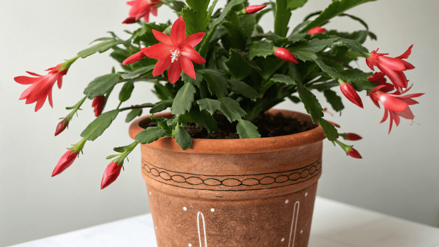 Pot Types That Help Regulate Water - Terracotta naturally breathes and helps moisture evaporate, reducing the chance of root rot.