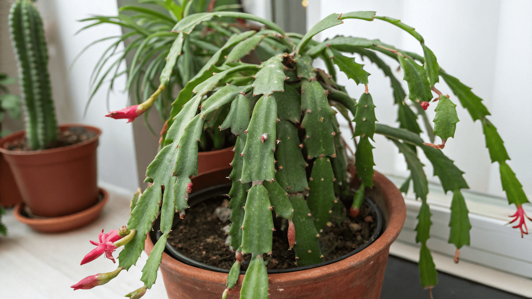 Common Christmas Cactus Problems and Fixes - Limp or Droopy Cactus