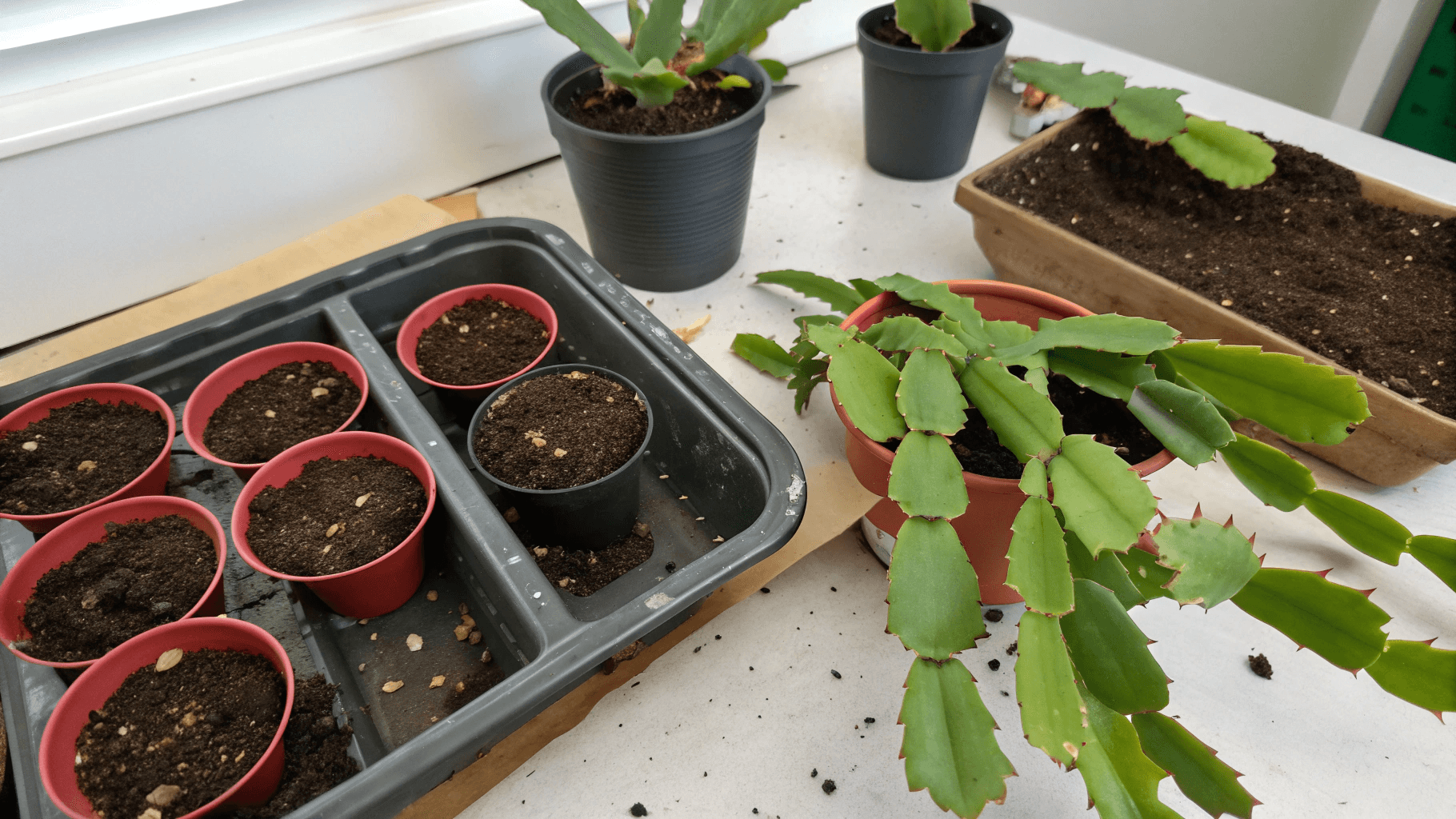 Why Propagating Christmas Cactus Is Easy? - Unlike many succulents or cacti that require dry, harsh environments, the Christmas cactus (Schlumbergera) is a tropical plant that naturally grows in humid forests. That means it’s already predisposed to root quickly in either water or a light, airy soil mix.