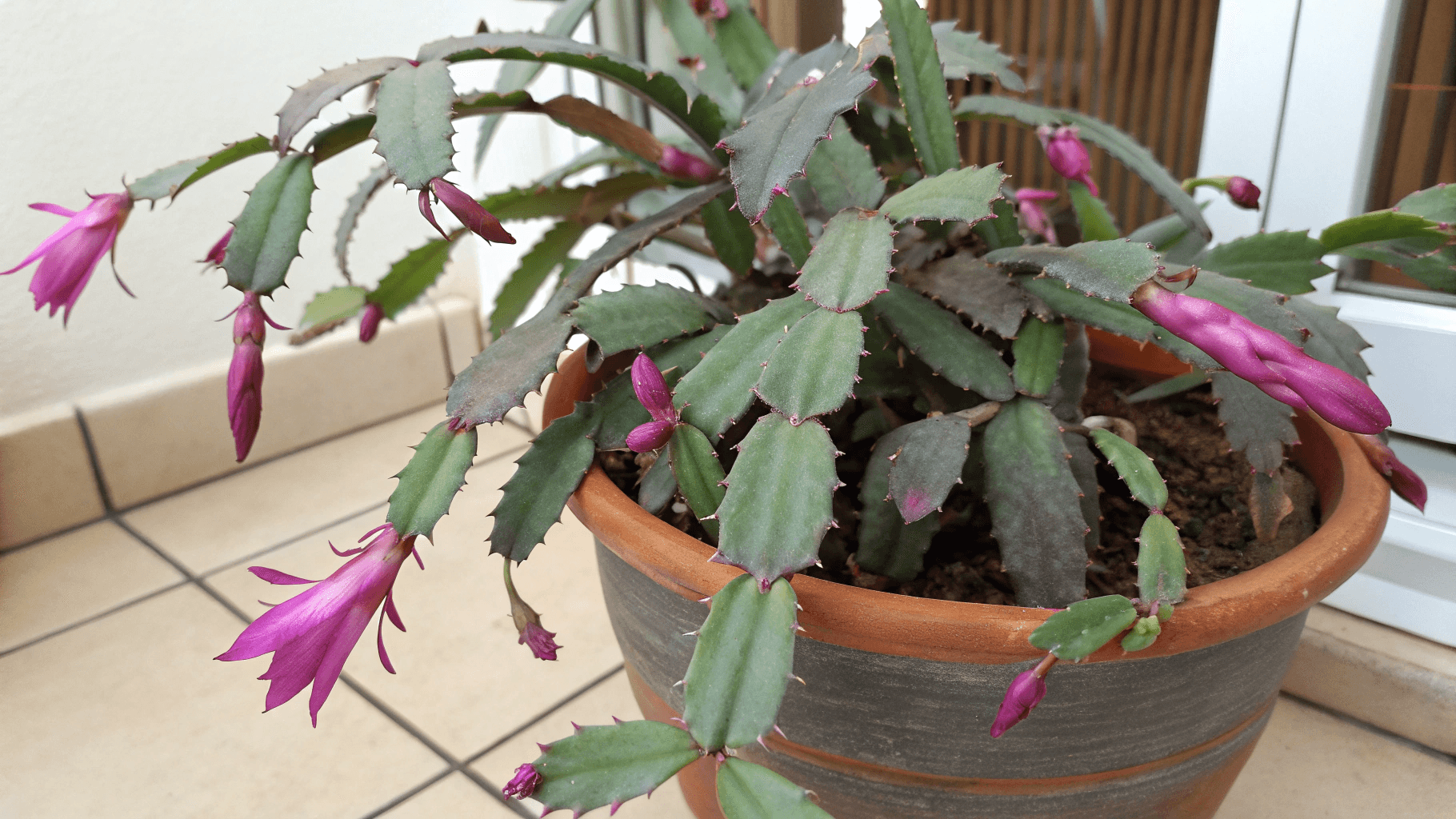 Red or Purple Leaves - A Christmas cactus with reddish or purplish segments is telling you it’s stressed—but also showing you exactly how.