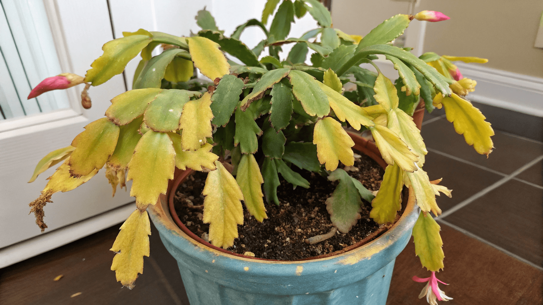 Root Rot - Root rot is the most serious Christmas cactus problem, but it's also one you can catch early if you know what to look for.