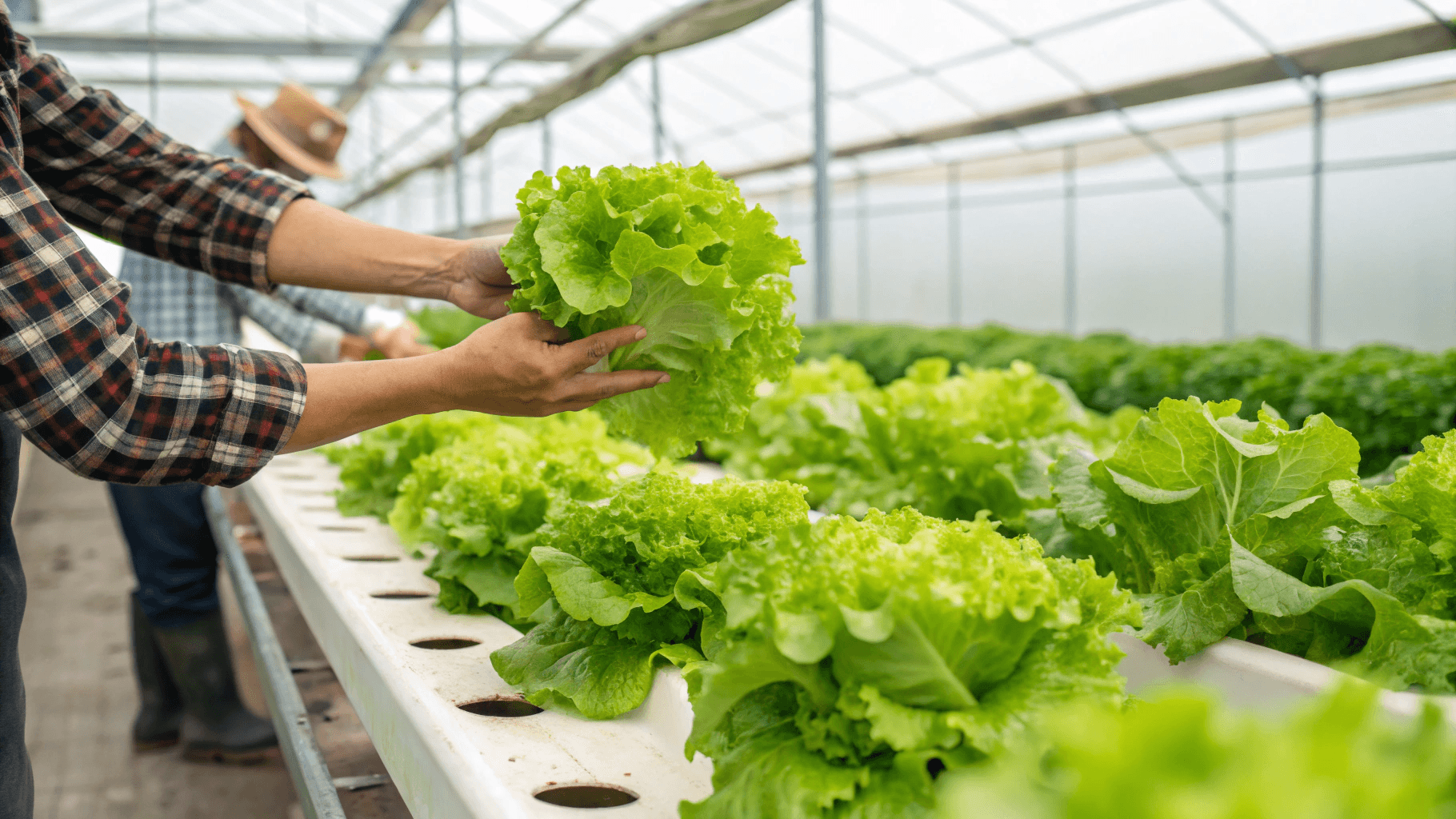 How to Harvest Indoor Lettuce - Harvesting Full Heads