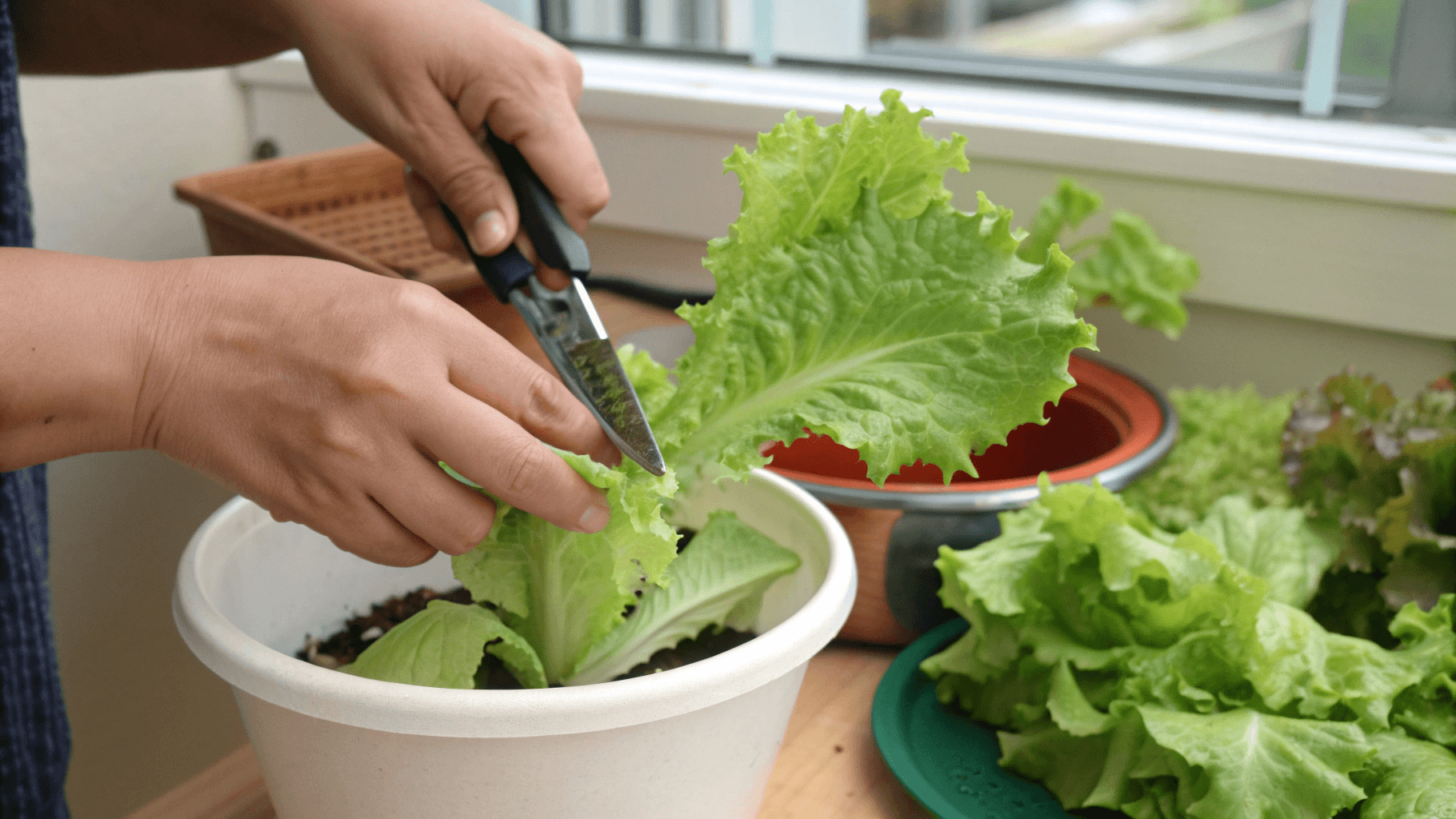How to Harvest Indoor Lettuce - The Cut-and-Come-Again Method