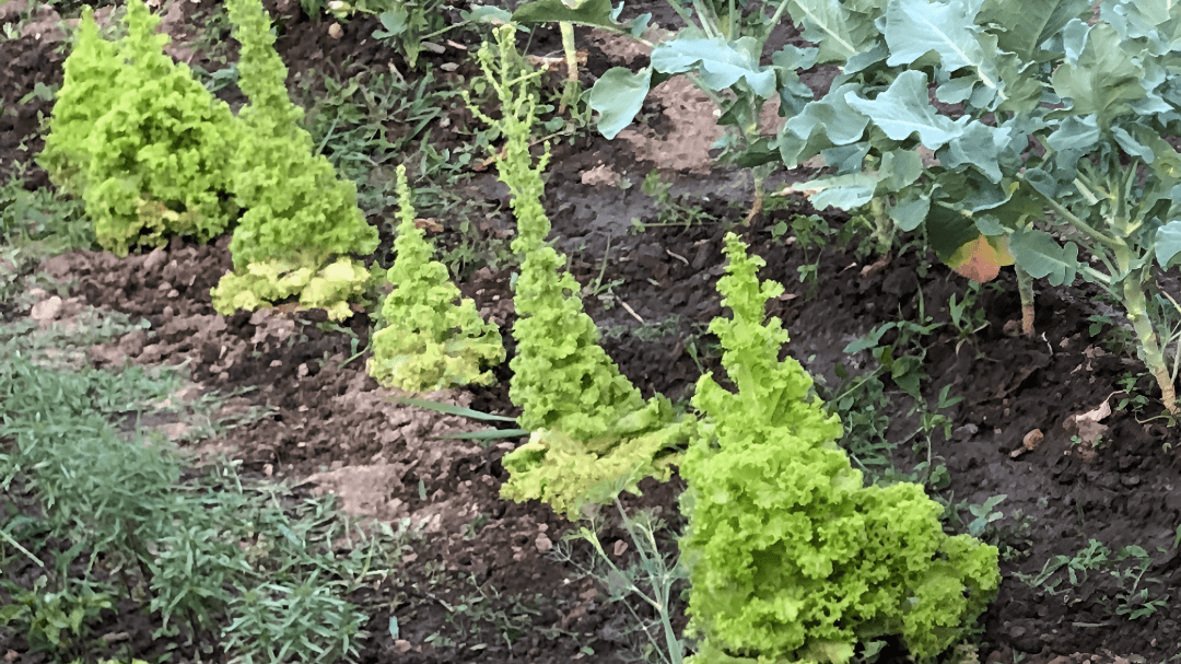 What Bolting Looks Like - The plant shifts energy from producing lush leaves to producing flowers and seeds. The new leaves feel less tender and more leathery.