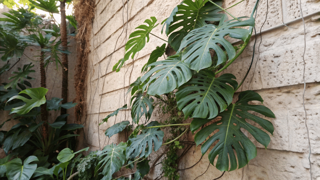 Pot and Support Choices - Climbing Wall or Plant Shelf