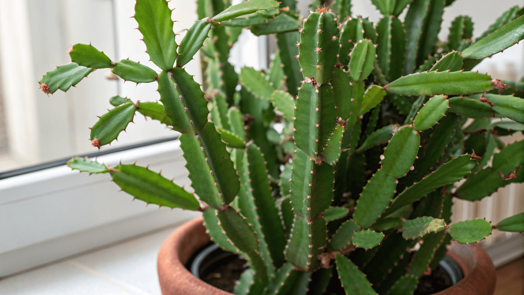 Signs of Over-Fertilizing - No blooms despite good lighting and temperature