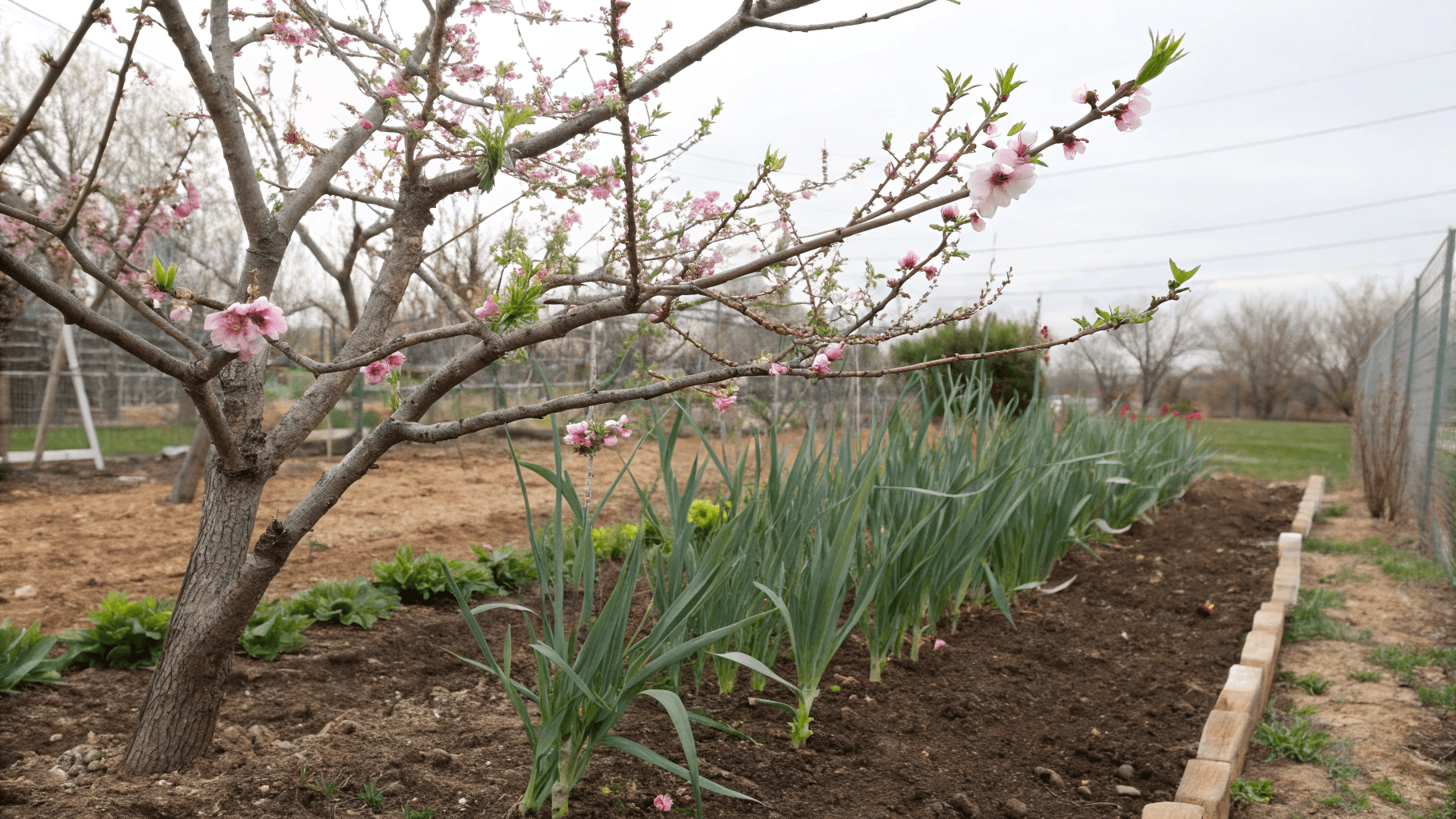 Best Companion Plants for Garlic - They thrive when garlic is planted nearby. The strong aroma of garlic helps deter aphids and borers that commonly attack fruit trees, while also reducing fungal infections in the soil. This natural protection allows your fruit trees to grow healthier and produce better-tasting fruit without the need for chemical treatments.