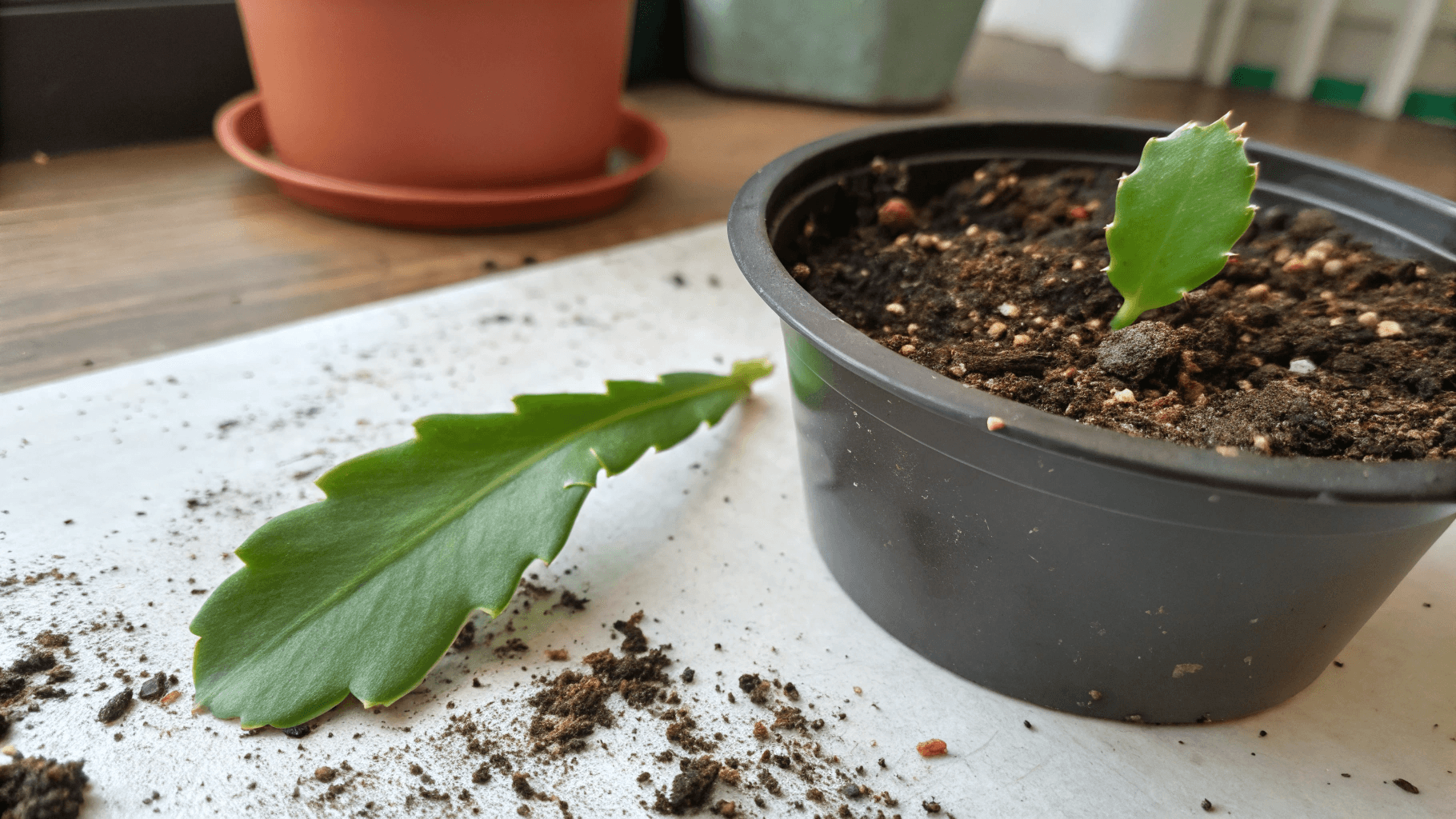 How to Take Christmas Cactus Cuttings Properly - Choose healthy cutting: Pick firm, bright green parts of the plant. Avoid wrinkled, yellowing, or damaged segments. Ideally, take a piece that’s 2-4 segments long. Shorter pieces may root more slowly or struggle to grow.